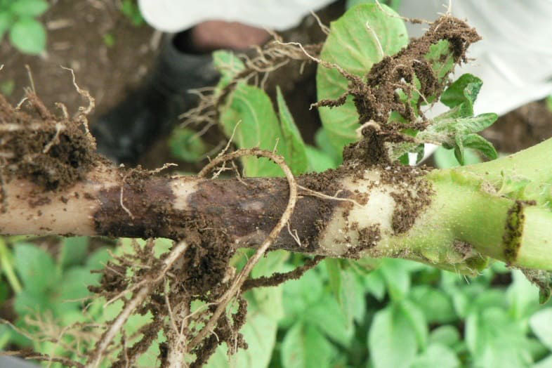 Stem Canker